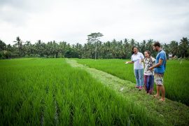 Enjoying the view of rice fields