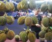 Mangga Besar Food Tour